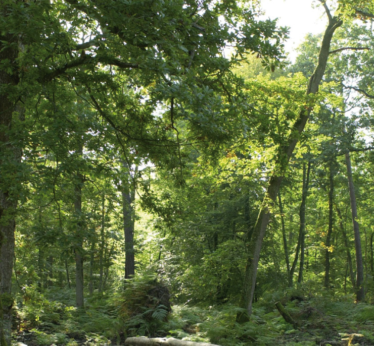 forêt d'écouves