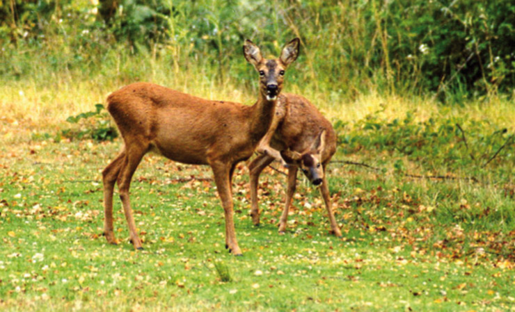 forêt de montfort